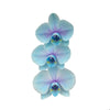 Lilac Moonstone Orchid - 1 Pack