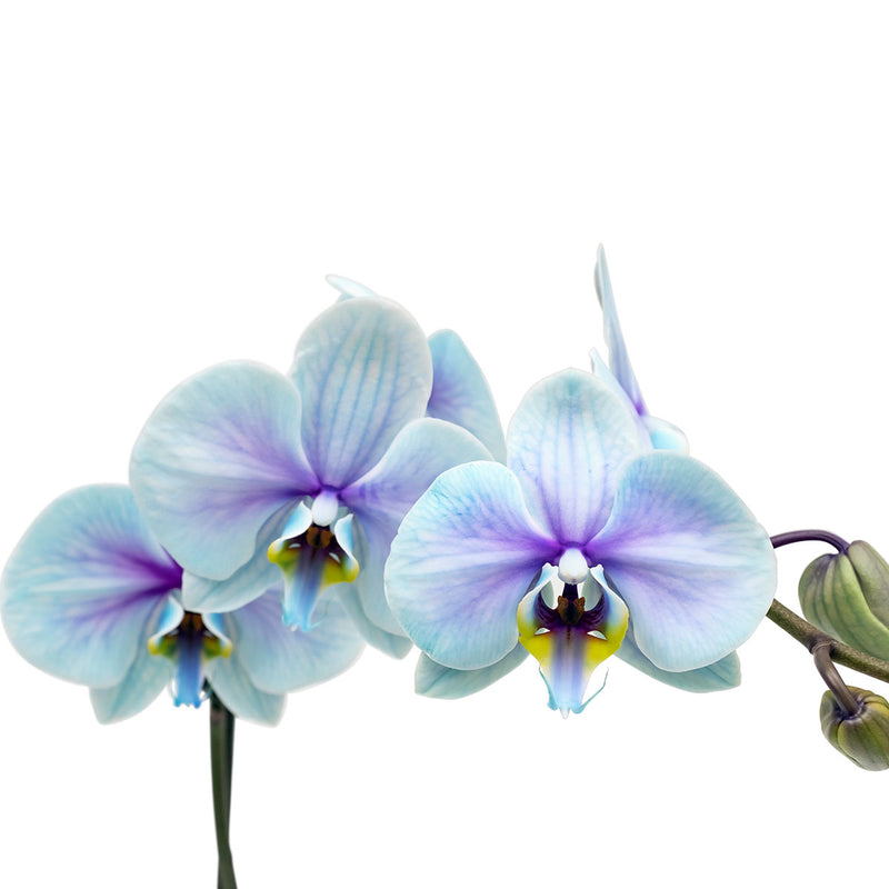 Light blue orchid blooms with purple centers and veins