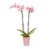 Pink Gemstone Orchid - 1 Pack