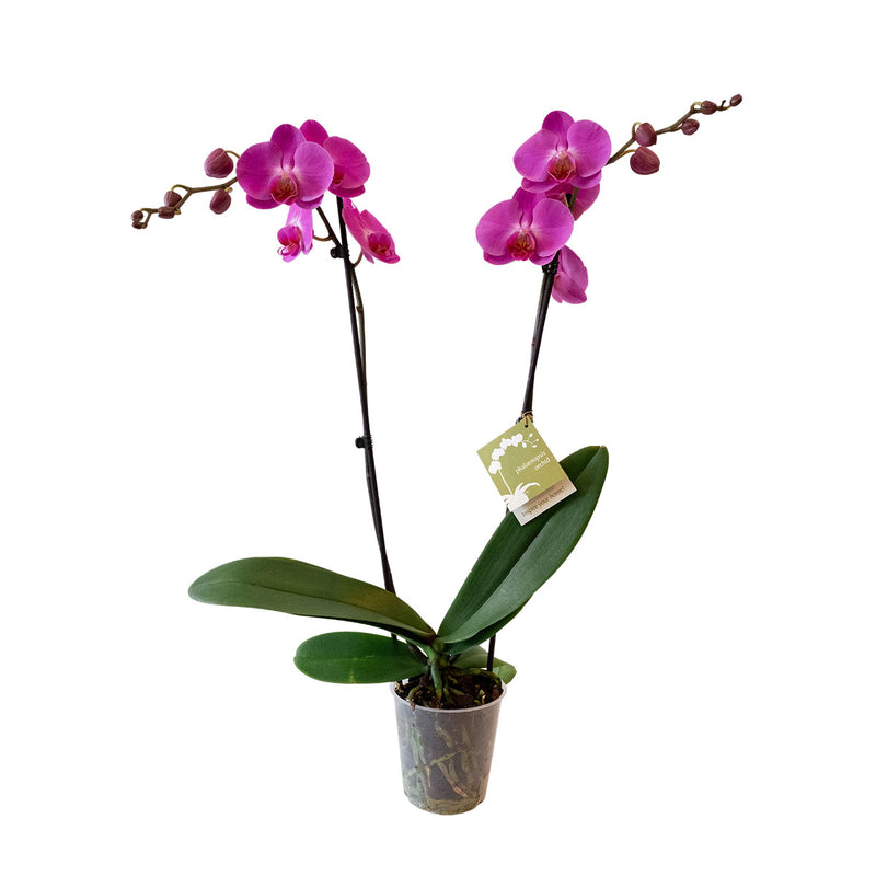 Premium Orchids - 10 Pack