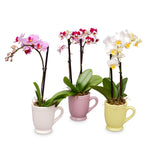 mini orchids in teacups