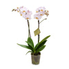 pale pink phalaenopsis orchid with roots and green leaves