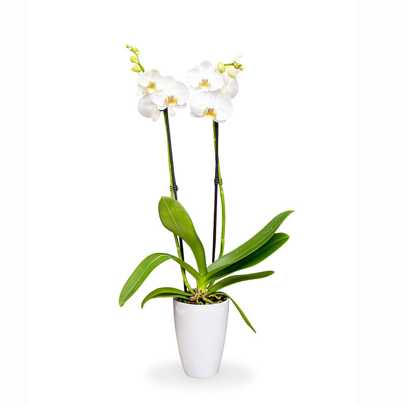 white orchid plant