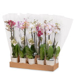 ten phalaenopsis orchid plants in cream white pots with high quality packaging