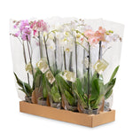 a pack of ten phalaenopsis orchid plants in packaging high quality