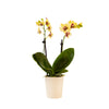 Tabletop Orchids - 15 Pack