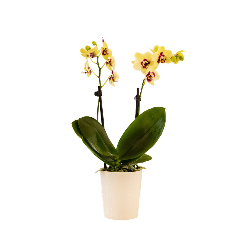 Tabletop Orchids - 15 Pack