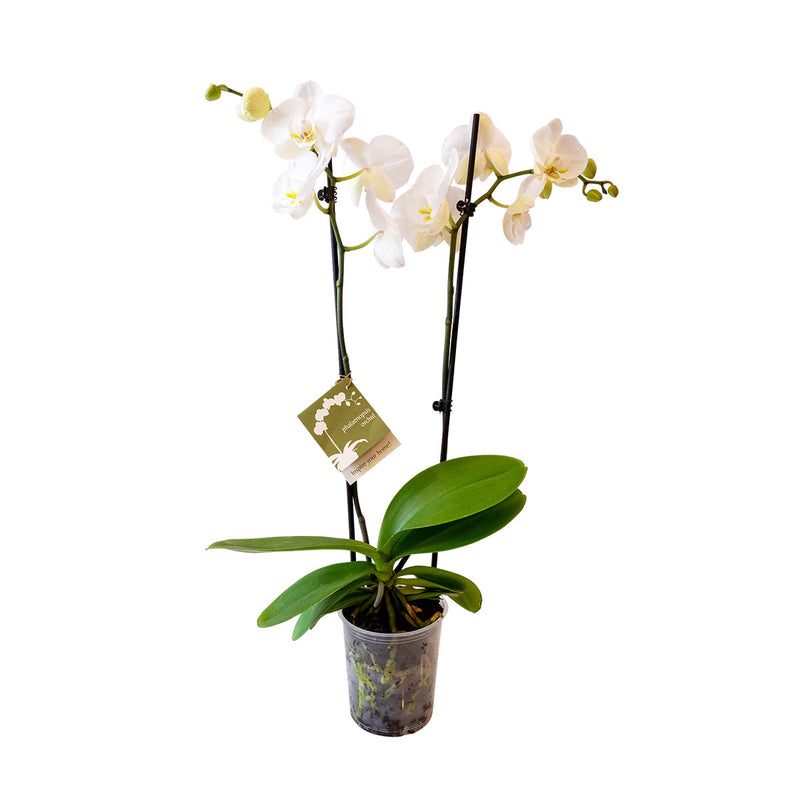Premium Orchids - 10 Pack